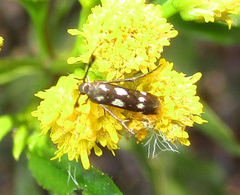 Eretmocera syleuta