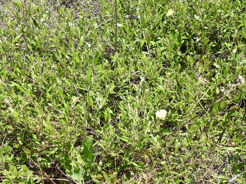Crocanthemum georgianum, photograph 2