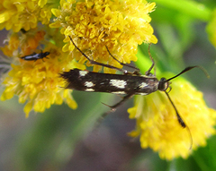 Eretmocera syleuta