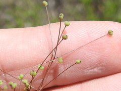 Spermolepis divaricata