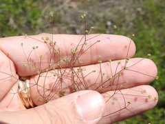 Spermolepis divaricata