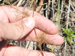 Spermolepis divaricata