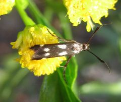 Eretmocera syleuta