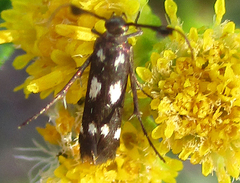 Eretmocera syleuta