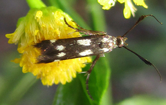 Eretmocera syleuta