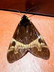 Dysschema magdala