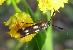 Eretmocera syleuta