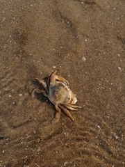 Liocarcinus holsatus