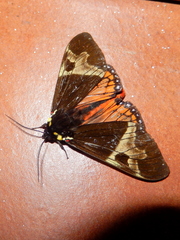 Dysschema magdala