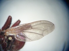 Myopa