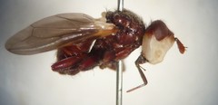 Myopa