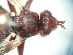 Myopa