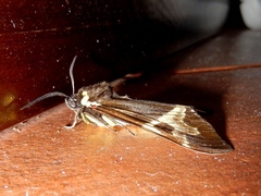 Dysschema magdala