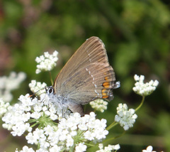 Satyrium acaciae
