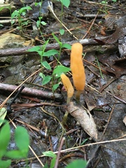 Mitrula lunulatospora