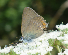 Satyrium acaciae