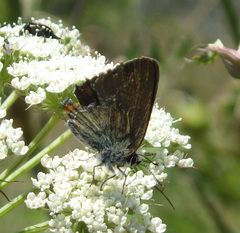 Satyrium acaciae