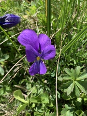 Viola calcarata