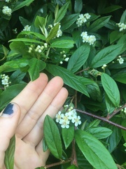 Cotoneaster × watereri