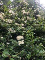 Cotoneaster × watereri