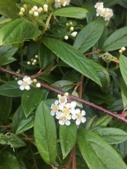 Cotoneaster × watereri