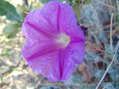 Ipomoea lenis