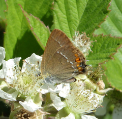 Satyrium acaciae