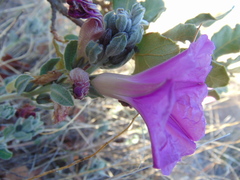 Ipomoea lenis