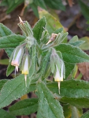 Podonosma orientalis