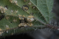 Puccinia iridis
