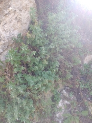 Podonosma orientalis