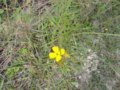 Oenothera serrulata