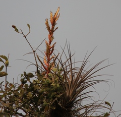 Tillandsia dugesii