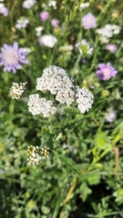Achillea millefolium