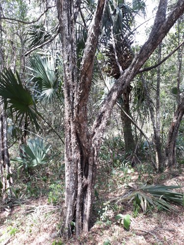 Haematoxylum campechianum