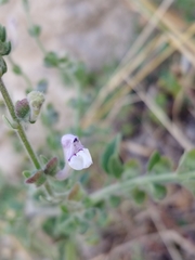 Scutellaria brevibracteata