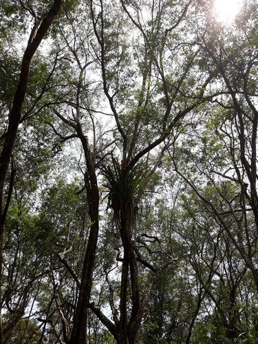 Haematoxylum campechianum