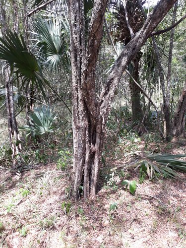 Haematoxylum campechianum