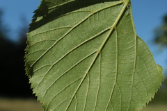 Tilia × europaea