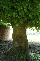 Tilia × europaea