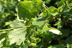 Tilia × europaea