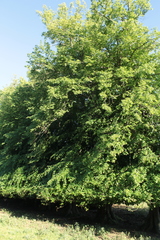 Tilia × europaea