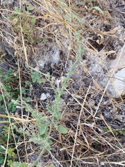 Scutellaria brevibracteata