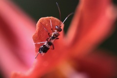Gelis tenellus