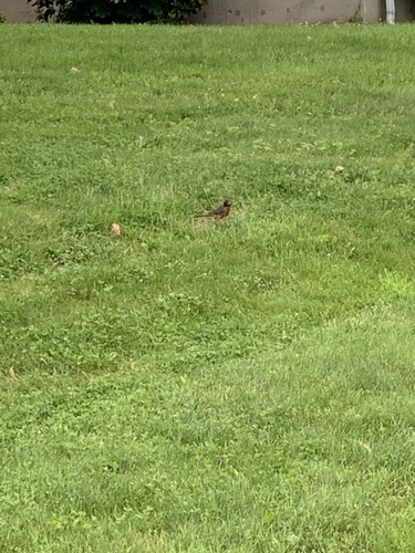 photo of American Robin (Turdus migratorius)