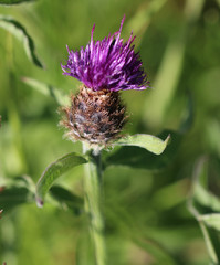 Centaurea decipiens