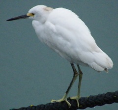 Egretta thula