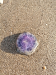 Cyanea lamarckii
