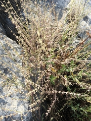 Scutellaria brevibracteata