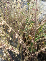 Scutellaria brevibracteata